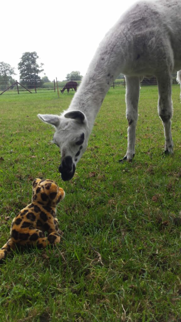 Das Lama Metti untersucht einen Stoffleoparden