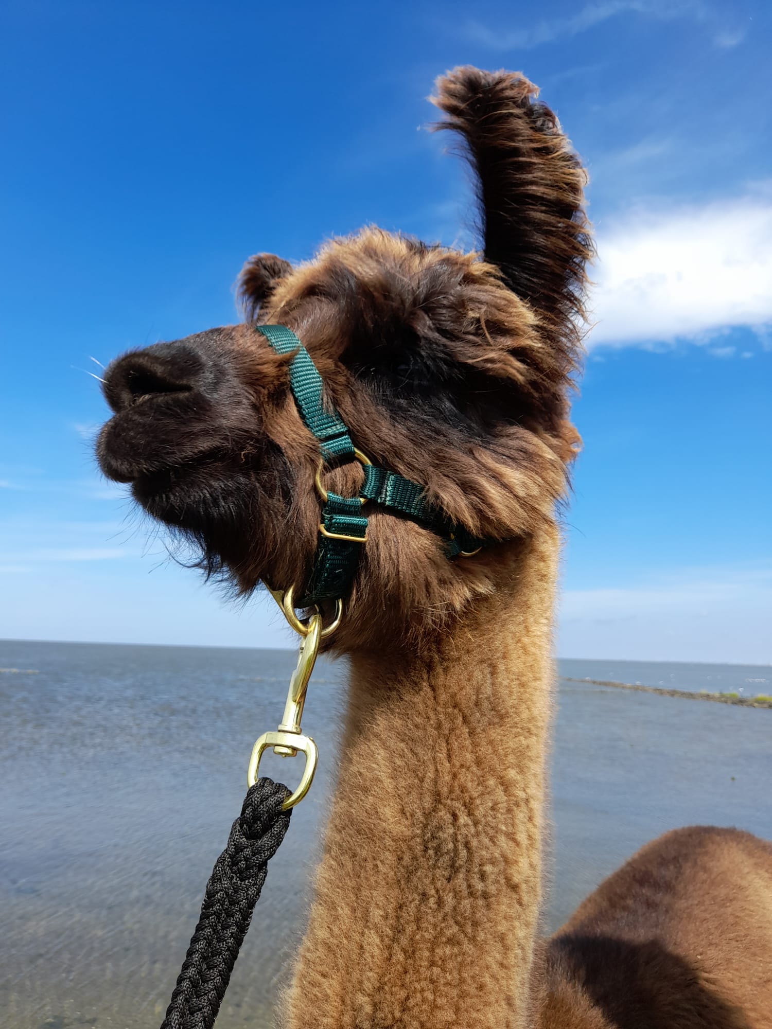 Eine Nahaufnahme des Lamas Henk