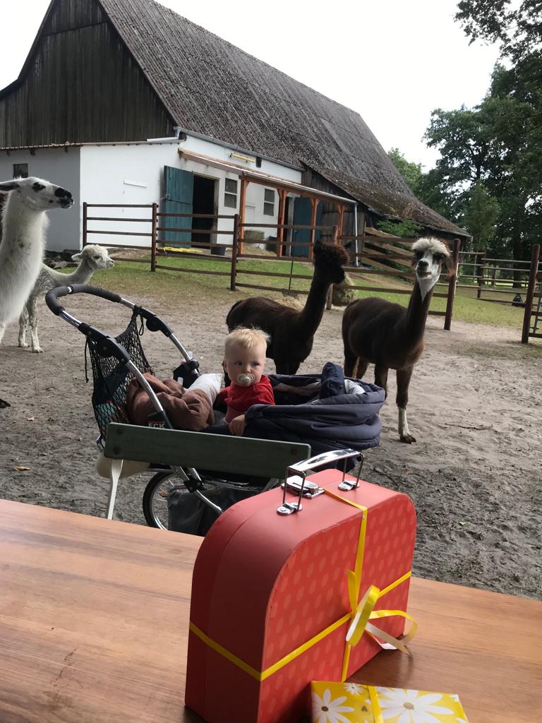 Ein Kind im Kinderwagen umgeben von Lamas und Alpakas