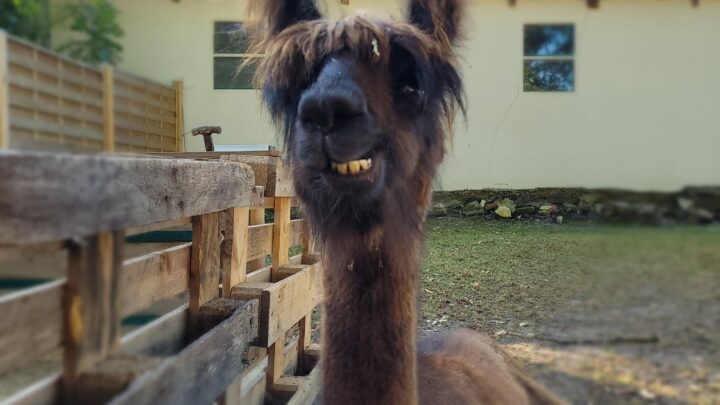 Das Lama Apollo sitzt mit einem schiefen Lächeln auf dem Hof